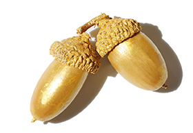two golden acorns