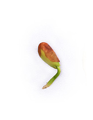 photo of seed budding