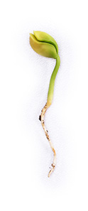 Photo of bud sprouting roots