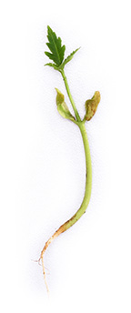 Photo of plant bud sprouting leaf